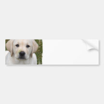 Golden Retriever Puppy Bumper Sticker