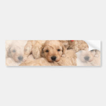 Golden Retriever Puppy Bumper STicker