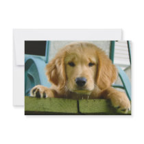 Golden Retriever Puppy Dog Canis Lupus Familiaris Personalized Invite