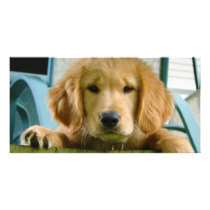 Golden Retriever Puppy Dog Canis Lupus Familiaris Photo Card Template
