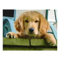 Golden Retriever Puppy Dog Canis Lupus Familiaris Photograph