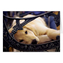 Golden Retriever Puppy Greeting Card
