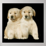 Golden Retriever Puppy Print