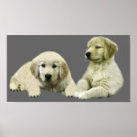Golden Retriever Puppy Print
