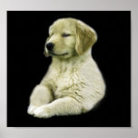 Golden Retriever Puppy Print