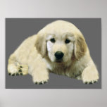 Golden Retriever Puppy Print