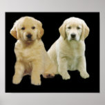 Golden Retriever Puppy Print