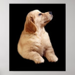 Golden Retriever Puppy Print