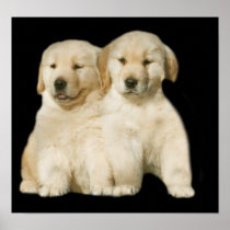 Golden Retriever Puppy Print