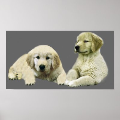 Golden Retriever Puppy Print by normagolden