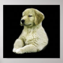 Golden Retriever Puppy Print