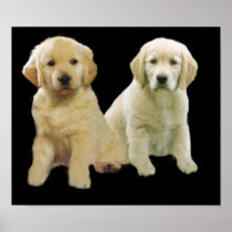 Golden Retriever Puppy Print
