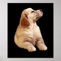 Golden Retriever Puppy Print