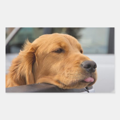 Golden Retriever Rectangular Stickers