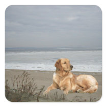 Golden Retriever Sticker