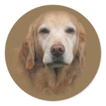 Golden Retriever Sticker