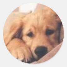 golden retriever stickers