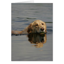Golden Retriever Swimming Cards
