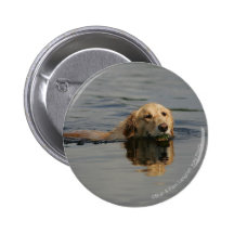 Golden Retriever Swimming Pins