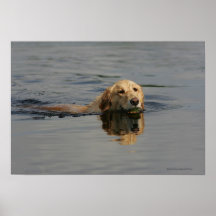 Golden Retriever Swimming Print