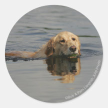 Golden Retriever Swimming Sticker