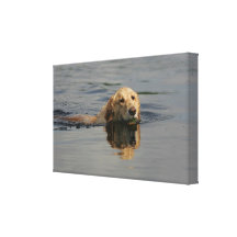 Golden Retriever Swimming Stretched Canvas Print