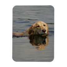 Golden Retriever Swimming Vinyl Magnets