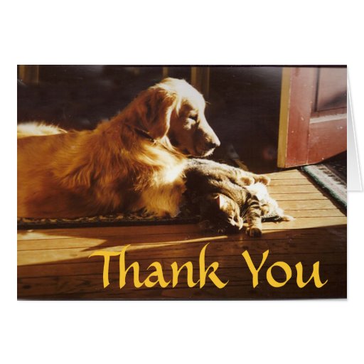 Golden Retriever Thank You Card Cat Best Friends | Zazzle