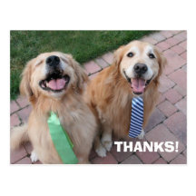 Golden Retriever Thank You Postcards