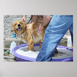 Golden Retriever - That the Spot! Poster