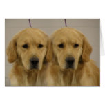 Golden Retriever Twins Greeting Card