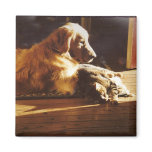 Golden Retriever Waiting For Mom Magnet