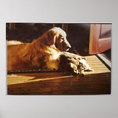 Golden Retriever With Cat Poster by normagolden