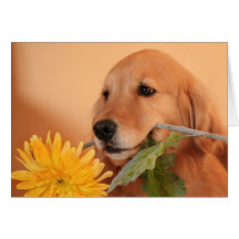 Golden Retriever With Flower Greeting Card
