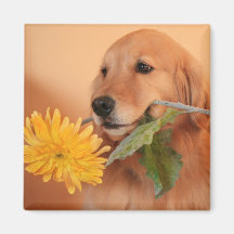 Golden Retriever With Flower Magnet