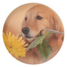 Golden Retriever With Flower Plate