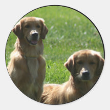 golden retrievers stickers
