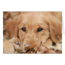 Golden Riley Greeting Card