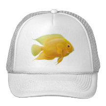 Golden Severum Cichlid Hat