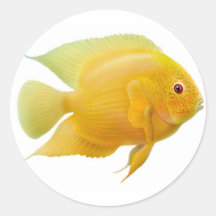 Golden Severum Cichlid Sticker