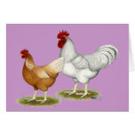 Golden Sex-link Chickens Card