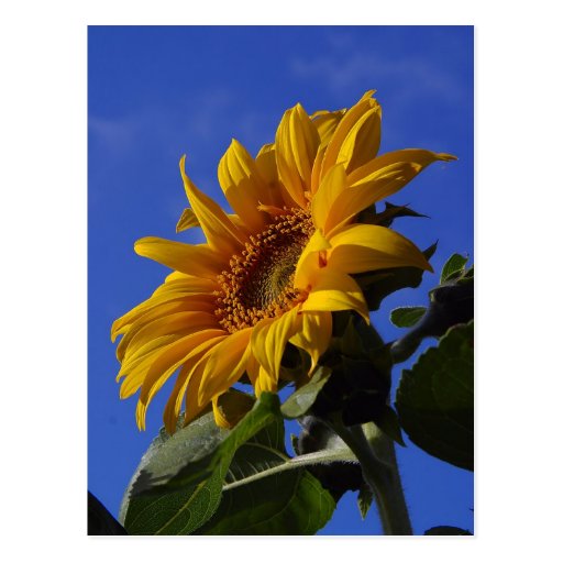 Golden Sunflower Post Card