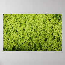 Golden Trailing Clubmoss Posters