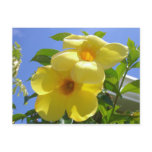 Golden Trumpet Flowers Postcard