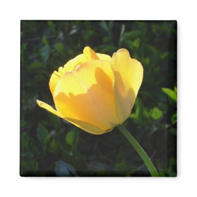 Golden Tulip Fridge Magnets by ELF1020