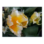 Golden Tulips Post Cards