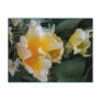 Golden Tulips Post Cards
