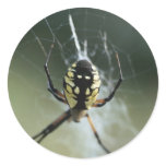 Golden Weaver Spider Round Sticker