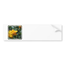 Golden Yellow Rose Bud Bumper Sticker