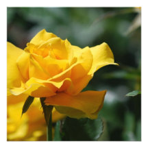 Golden Yellow Rose Bud Invitations